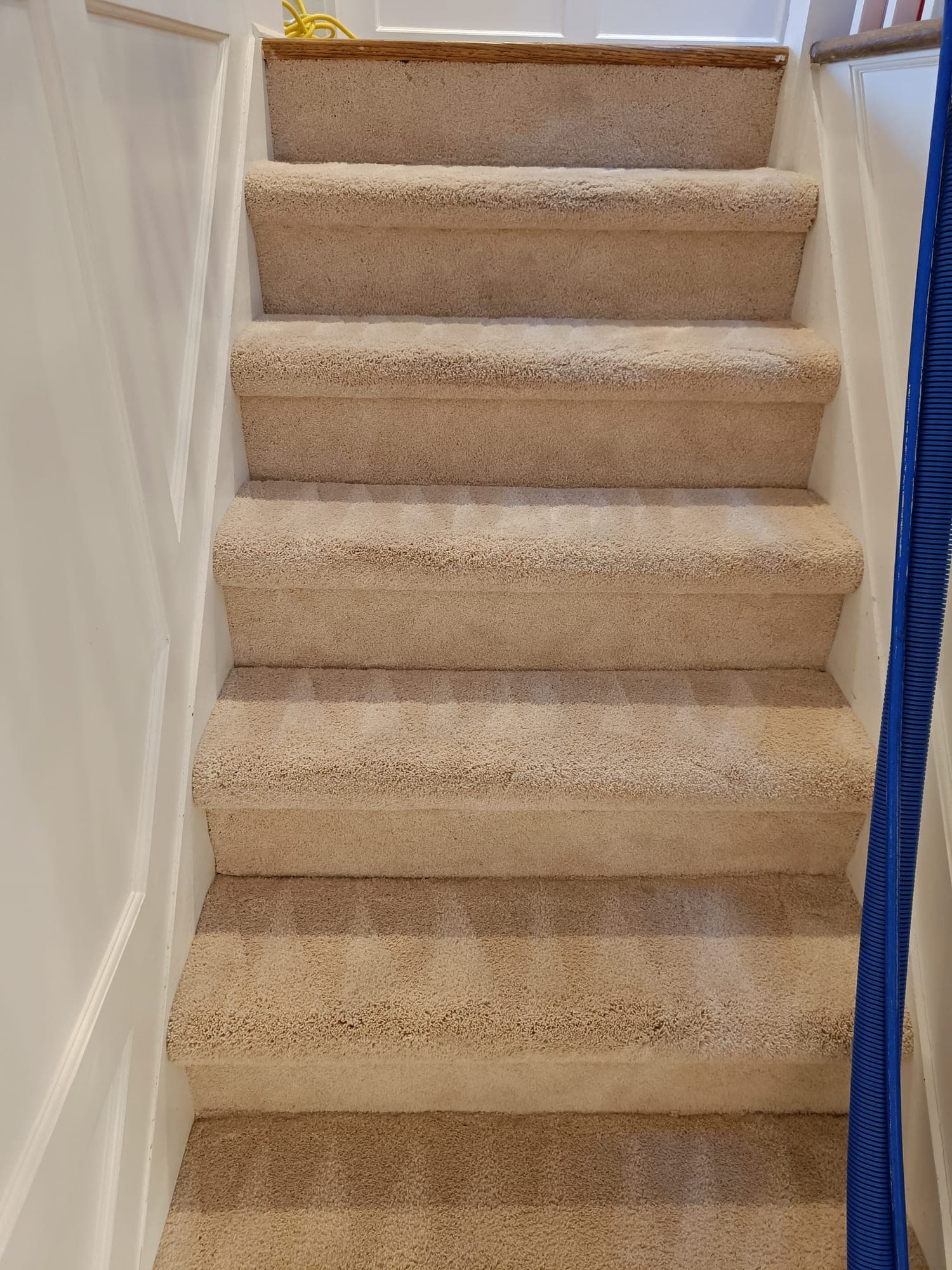 Beige carpeted staircase with clean V-pattern extraction marks on every tread, blue hose at right