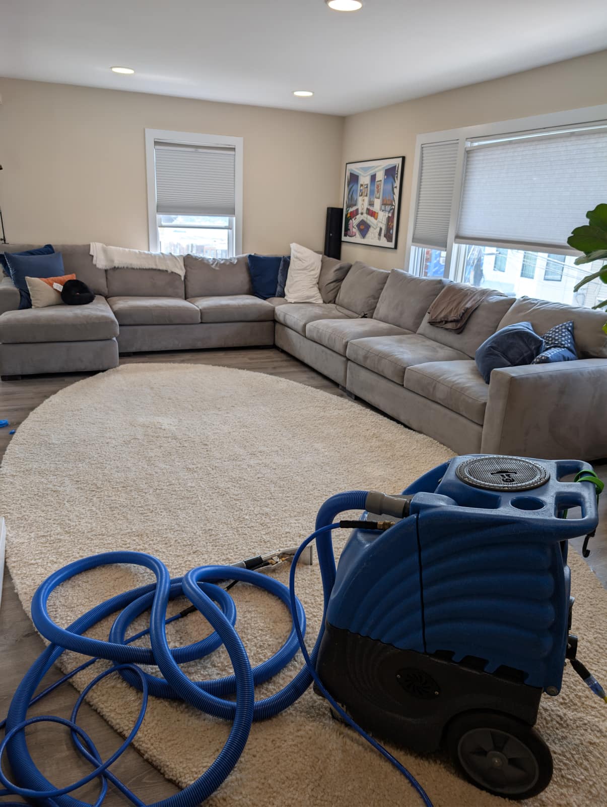Large gray sectional and round area rug mid hot-water extraction, blue Zep unit and coiled hoses across the floor
