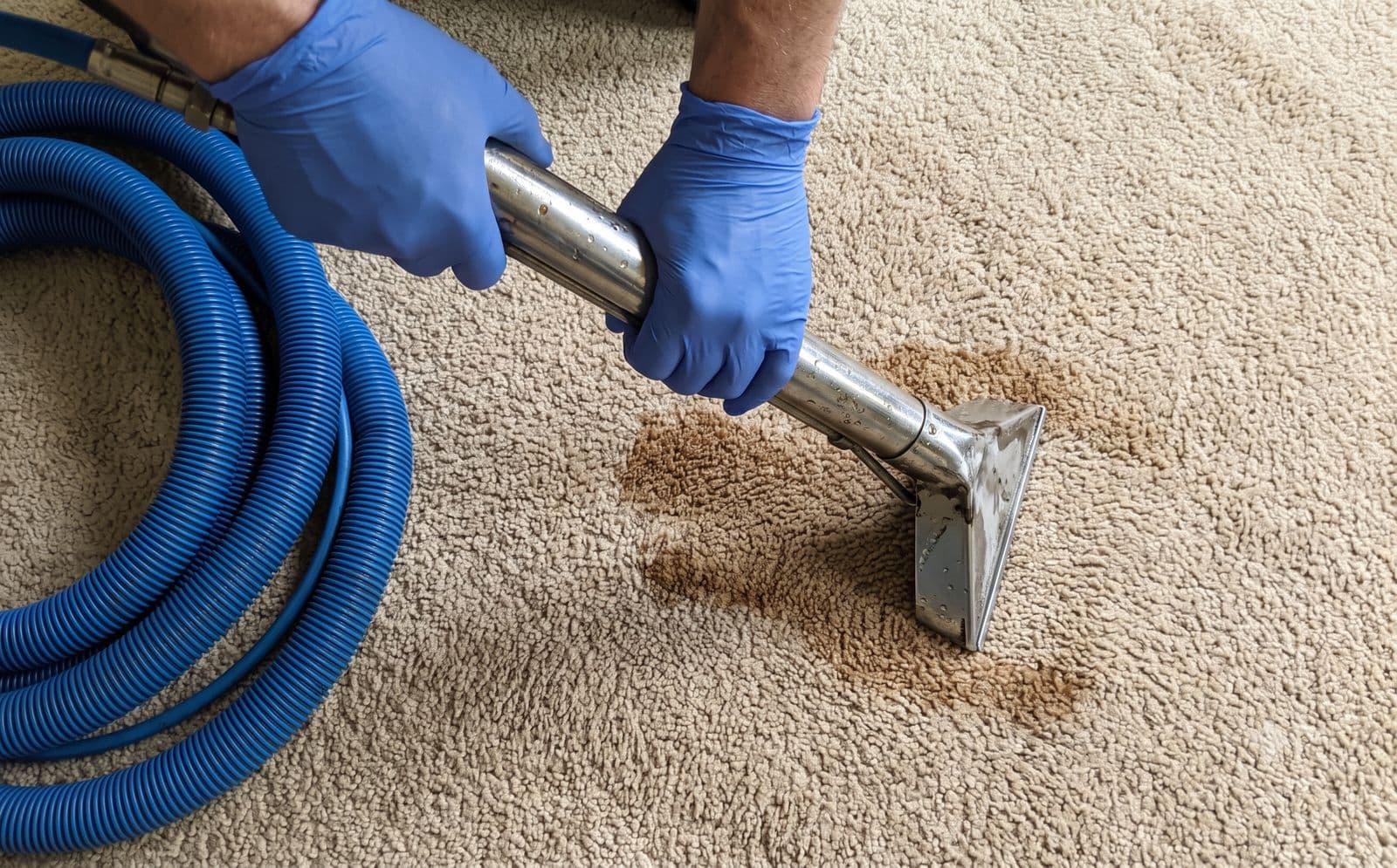 Gloved hands pressing a stainless steel extraction wand onto a pet urine stain in beige carpet, blue vacuum hose coiled alongside